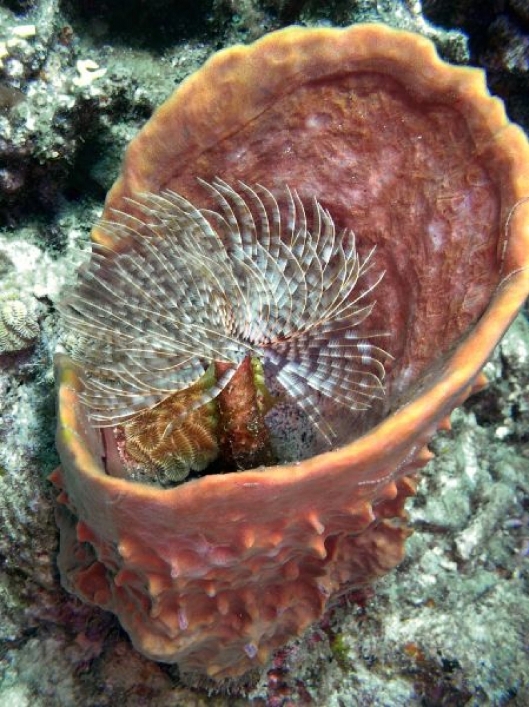 Eponge barril  Verongula gigantea